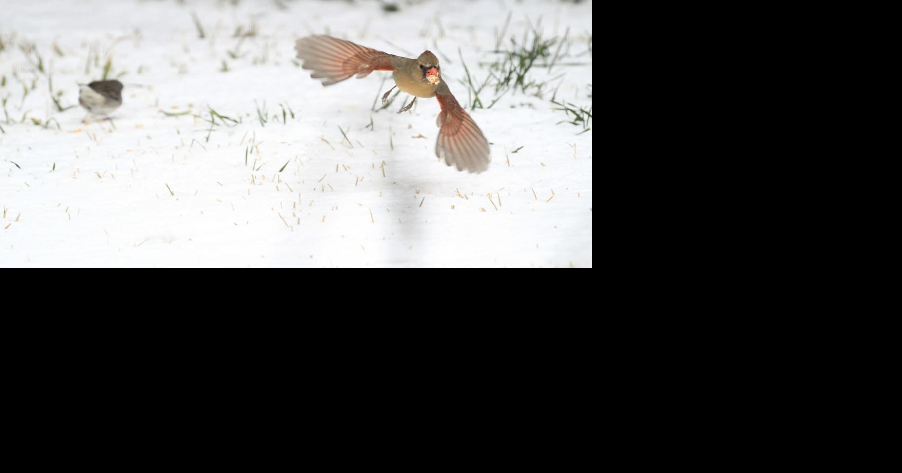SNOW SNAPSHOTS: Weather photos as winter storm blankets region ...