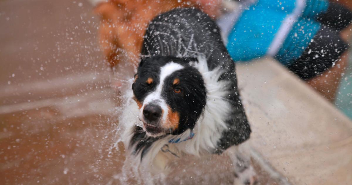 Vanston Pool Vanston Pool prepares for Doggie Splash Day | Mesquite News ...