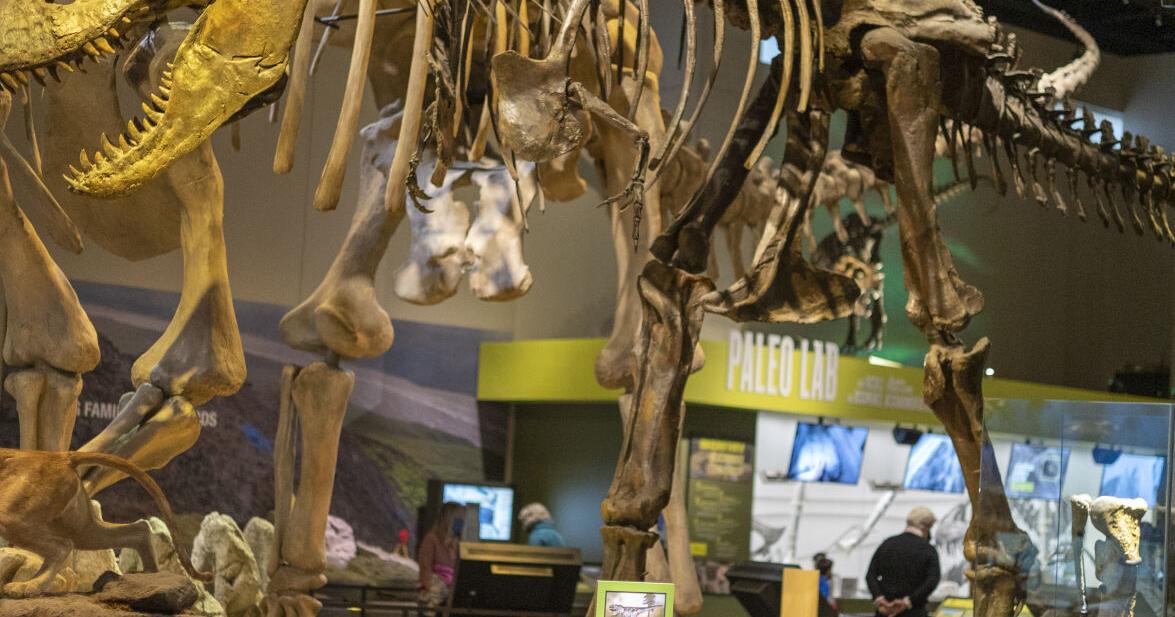 4 Dinosaur and fossil exhibits in DFW you're sure to dig - Vimarsana News