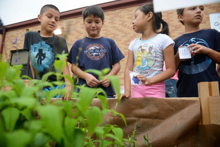 College Street Elementary opens new garden News