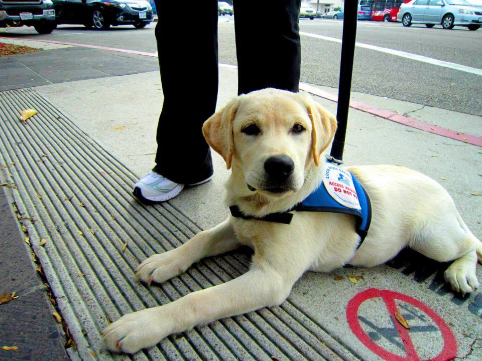 Little angel hot sale service dogs