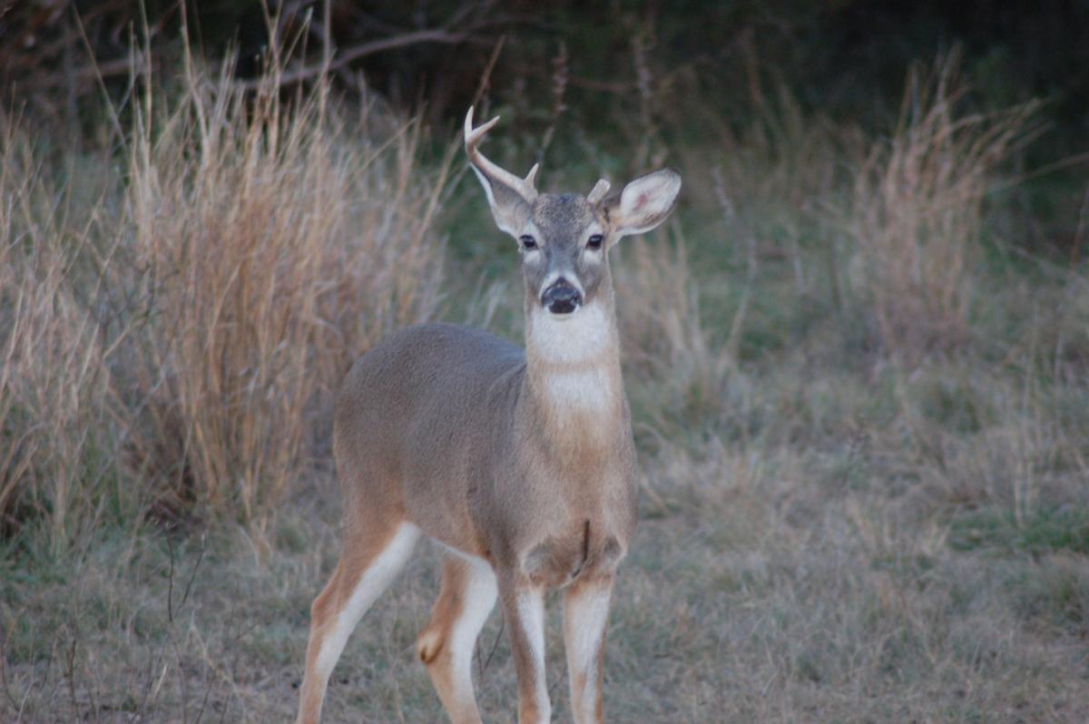 My Most Challenging Deer Hunt Training Crosshairs On Whitetail In San Angelo Opinion Starlocalmedia Com