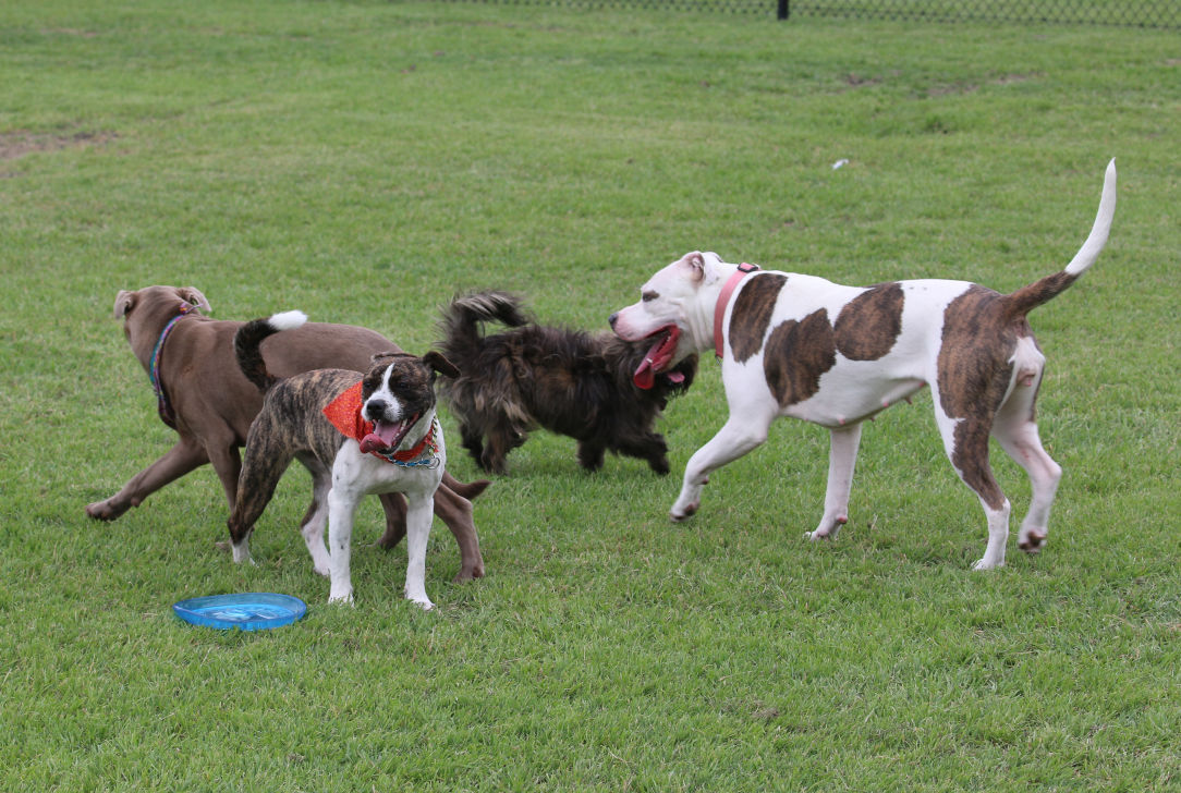 Do it for the dogs: Mesquite seeks votes to win national ...