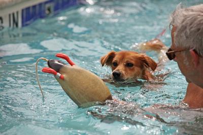 Vanston Pool Dog days of summer: Canines to fill Vanston Pool Saturday | Mesquite ...