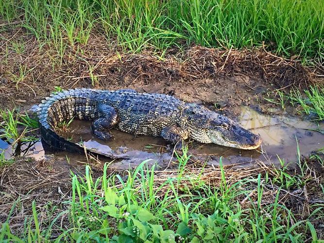 Army Corps: What to do if you spot an alligator in the lake