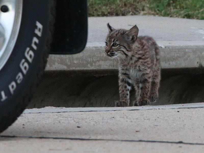 More Bobcat Sightings Expected As Temps Increase Plano Star Bobcat Sightings
