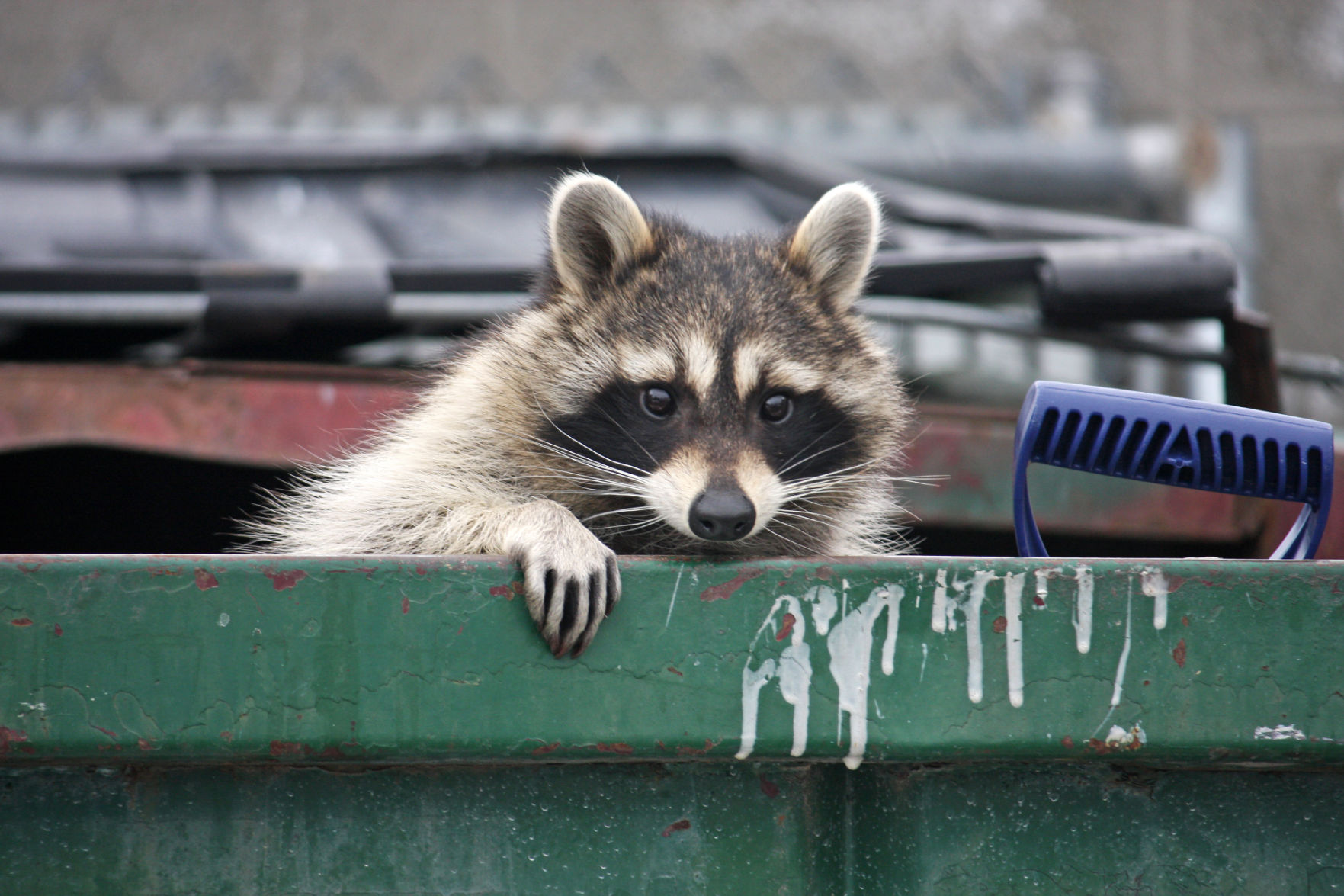 Raccoon rescue reminds residents to keep trash out of reach of wild animals Plano Star Courier starlocalmedia