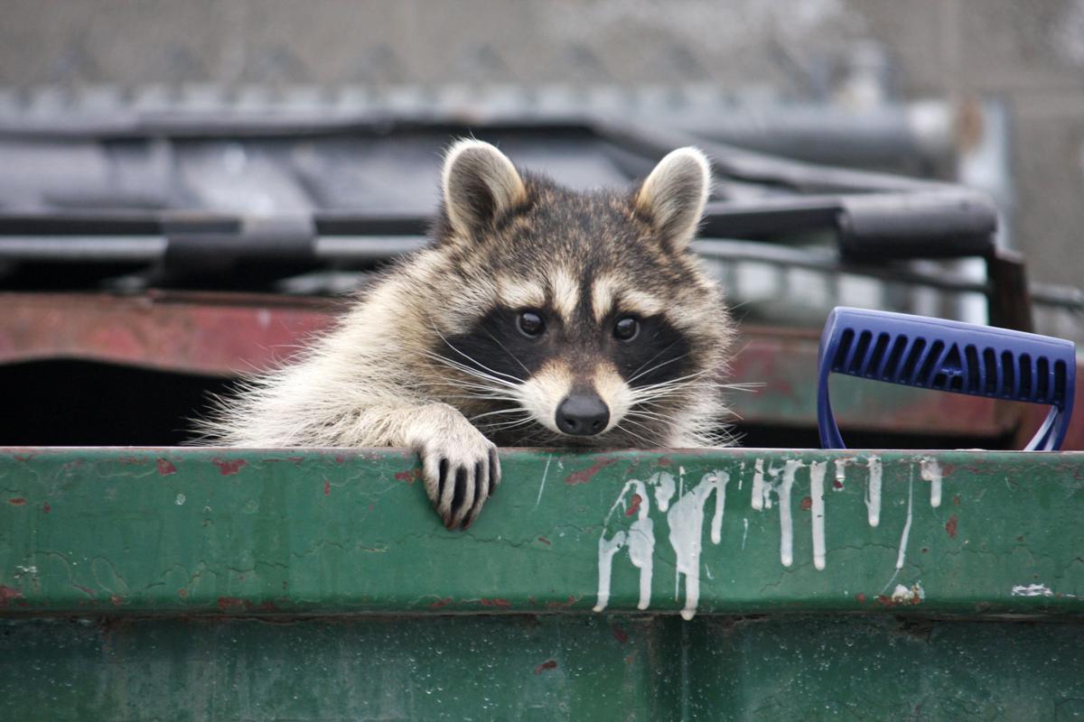 Raccoon rescue reminds residents to keep trash out of reach of wild