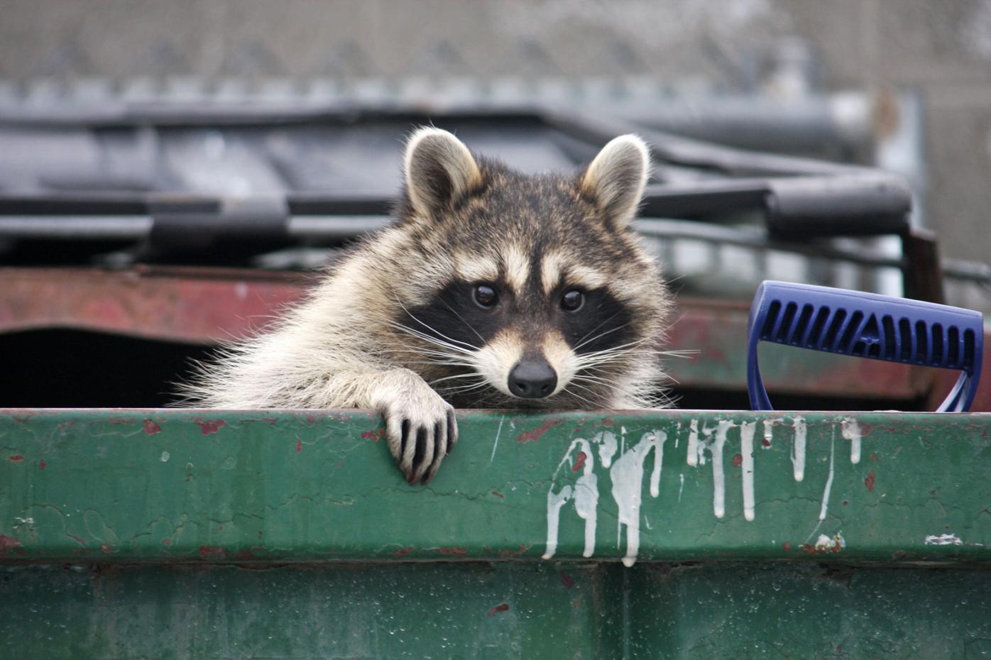 How to trap and remove a raccoon in Vermont, Raccoon