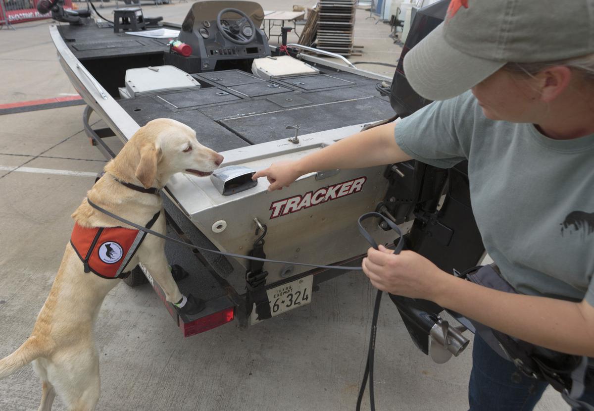 ‘Clean, Drain and Dry’ boats Zebra musselsniffing dogs come to Frisco