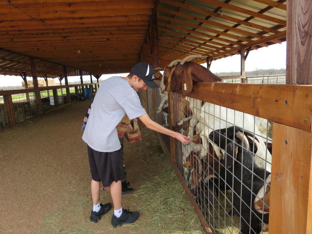 Petting Farm Brings Visitors Close To Barnyard Favorites Celina Record Starlocalmediacom