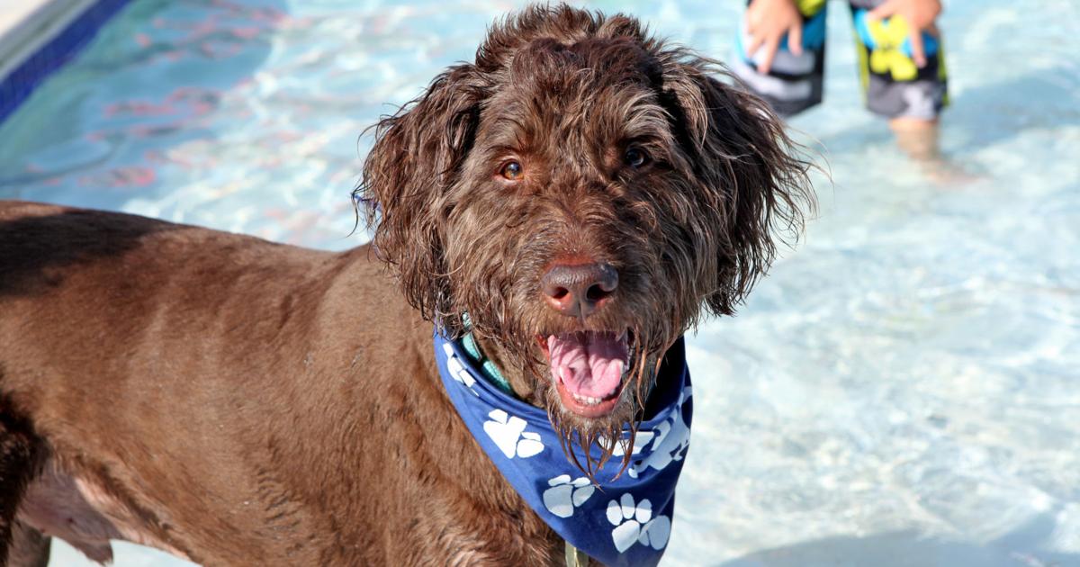 Vanston Pool Doggie Splash Day at Vanston Pool rescheduled for August 18 | Mesquite ...