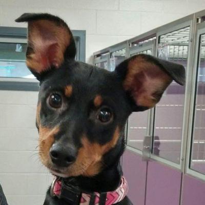 Allen Animal Shelter to waive adoption fees Aug. 17 | News ...