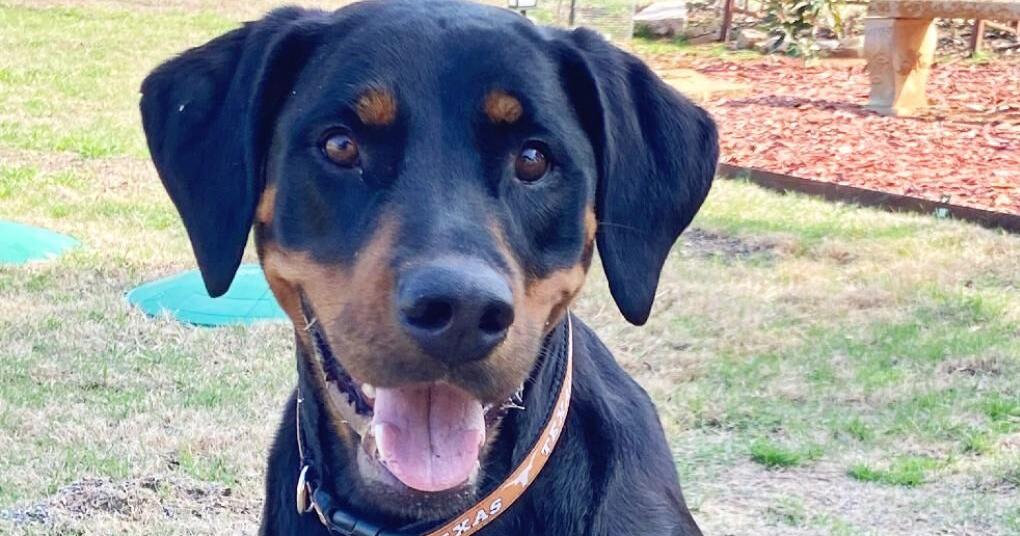 Meet Hannah, a Sweet Rottweiler/Doberman Mix | News - Vimarsana News