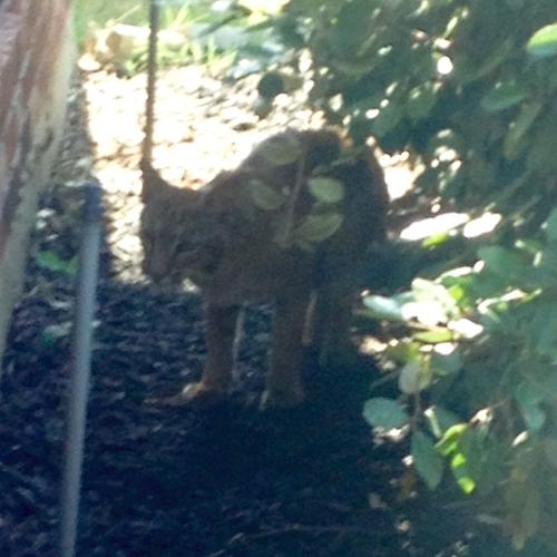 UPDATE: Bold Bobcat That Attacked Pets Has Been Shot