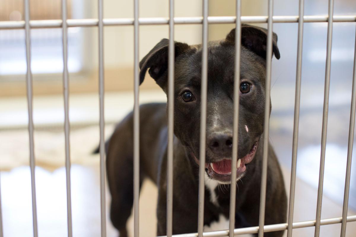 Lewisville Animal Shelter Goes 12 Months With No Kills News Starlocalmedia Com