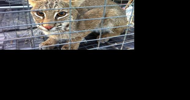 Wild bobcats removed from Frisco: City states animals aren't a threat to  residents, Frisco Enterprise News