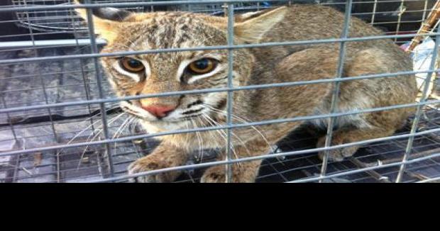 Wild bobcats removed from Frisco: City states animals aren't a threat to  residents | Frisco Enterprise News 