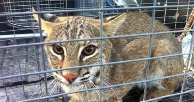 Wild bobcats removed from Frisco: City states animals aren't a threat to residents | Frisco Enterprise News Wild bobcats removed from Frisco: City states animals aren't a threat to residents | Frisco Enterprise News