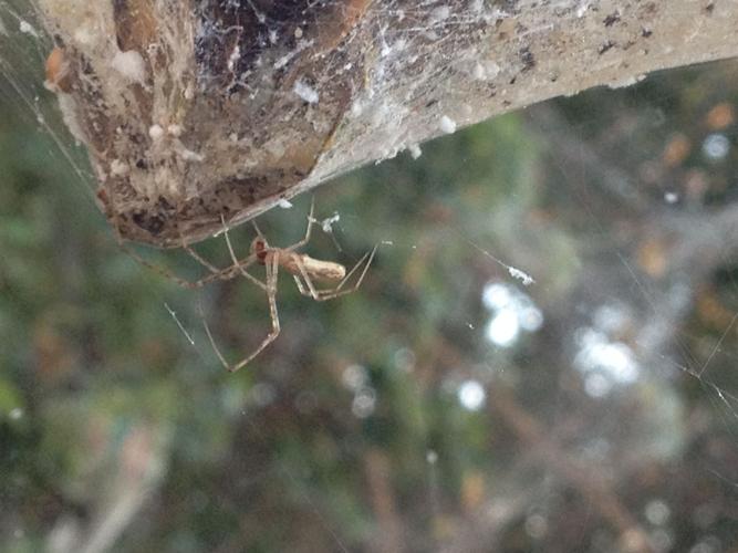 Does This Photograph Show a Park Covered with Spider Webs?