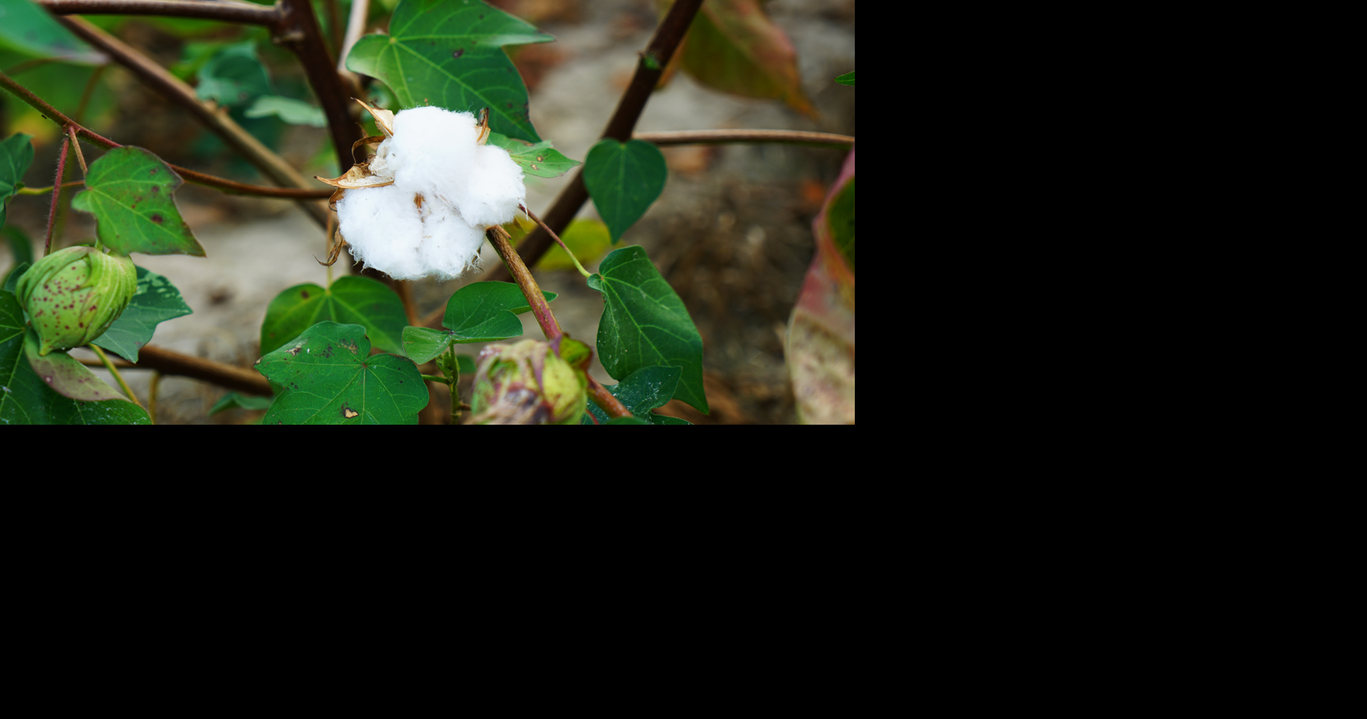 Tennessee cotton producers face second consecutive low-profit year