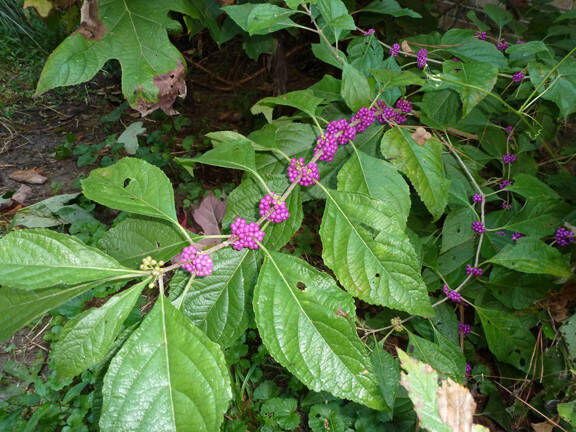 Grow wild with native plants | News | stategazette.com