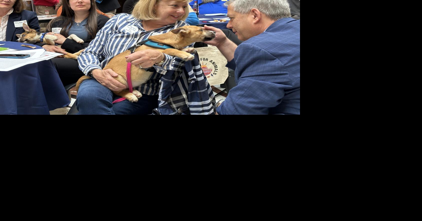 Lobby Push Aims To Propel Doggie Day Care Standards The Legislature