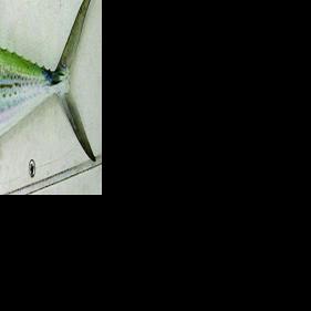 Sunny and warm weather again – and some fish