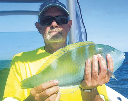 A welcomed early morning visitor on board! Caught this pompano