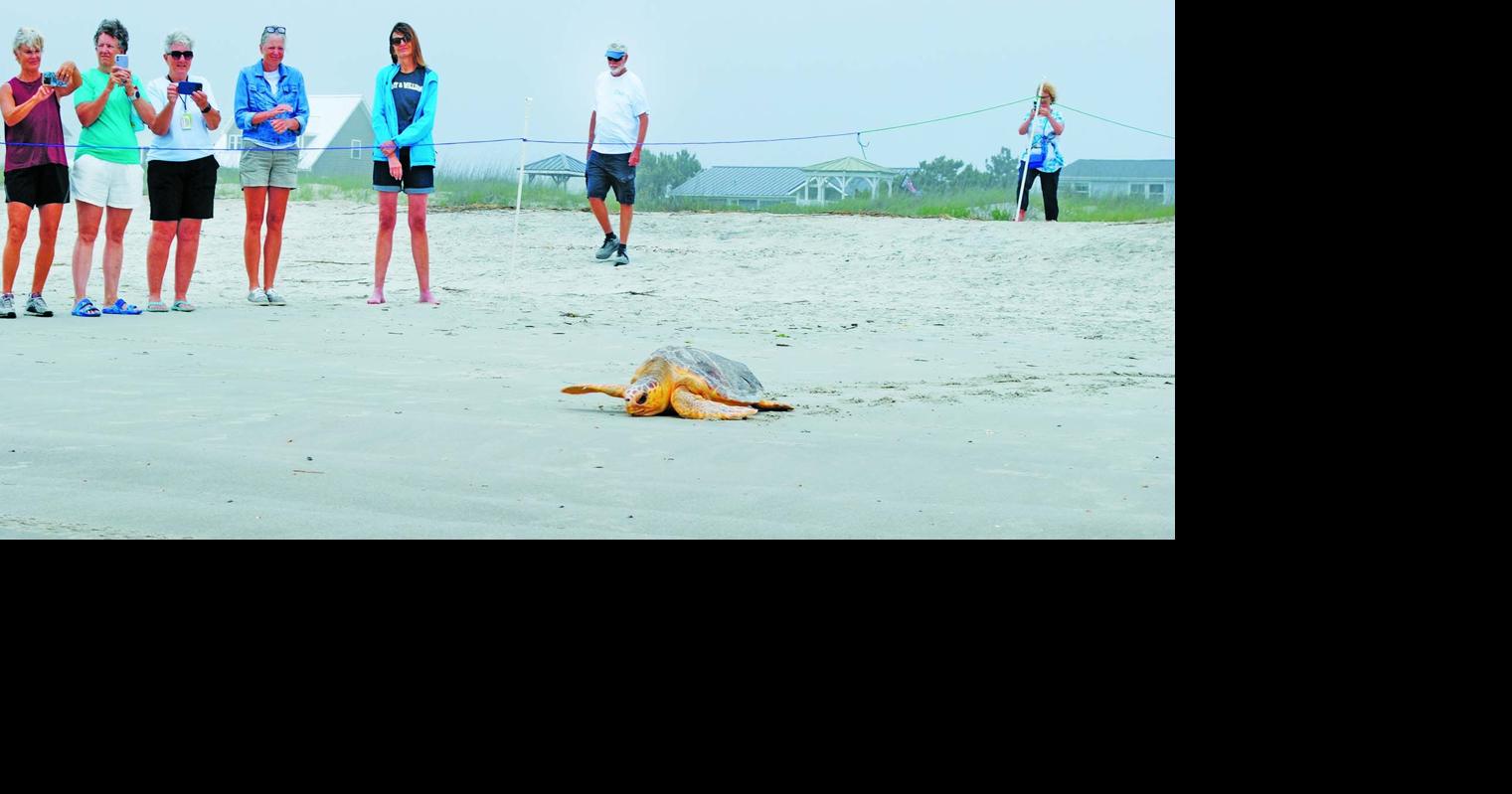 Six turtles released back to the sea at Caswell Beach By Eliot Duke, Staff Writer May 20, 2026 16 mins ago