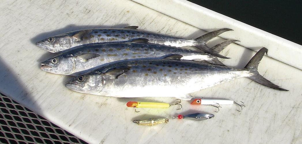 Spanish mackerel have arrived just a bit early