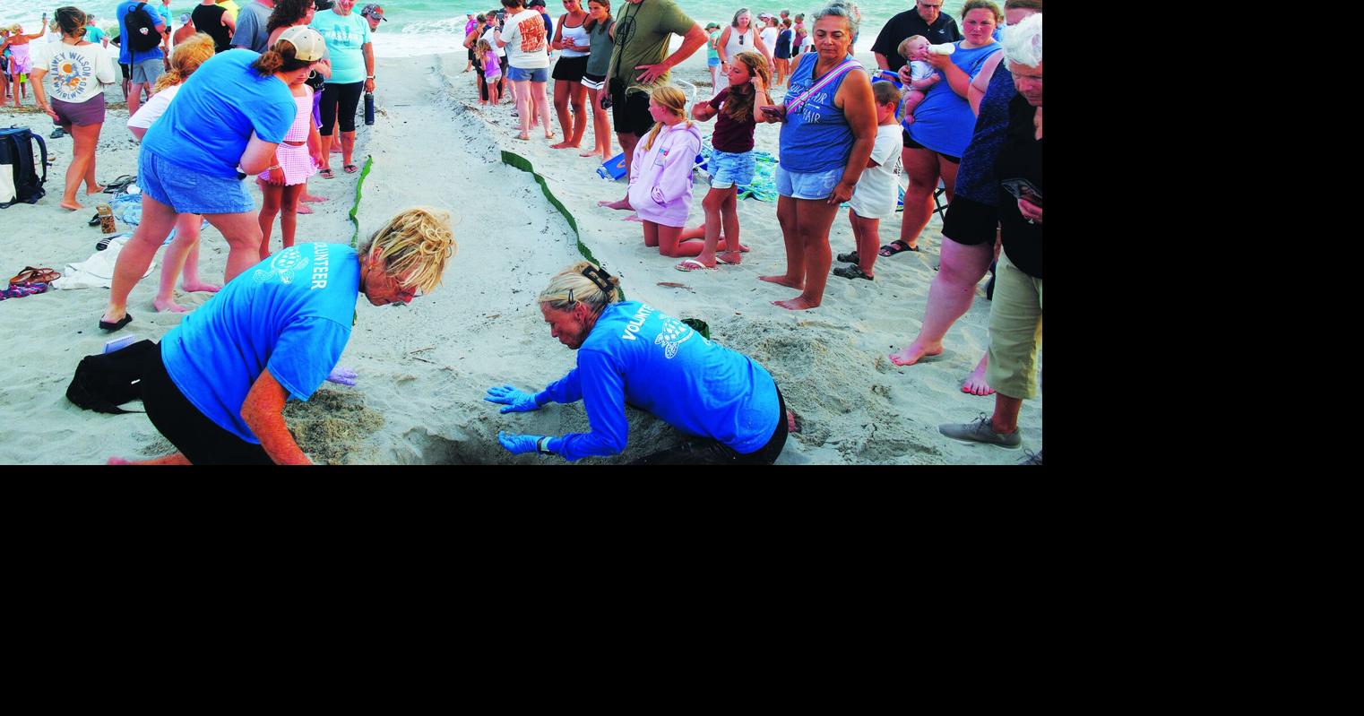 Hatchlings embark on maiden voyage at Oak Island