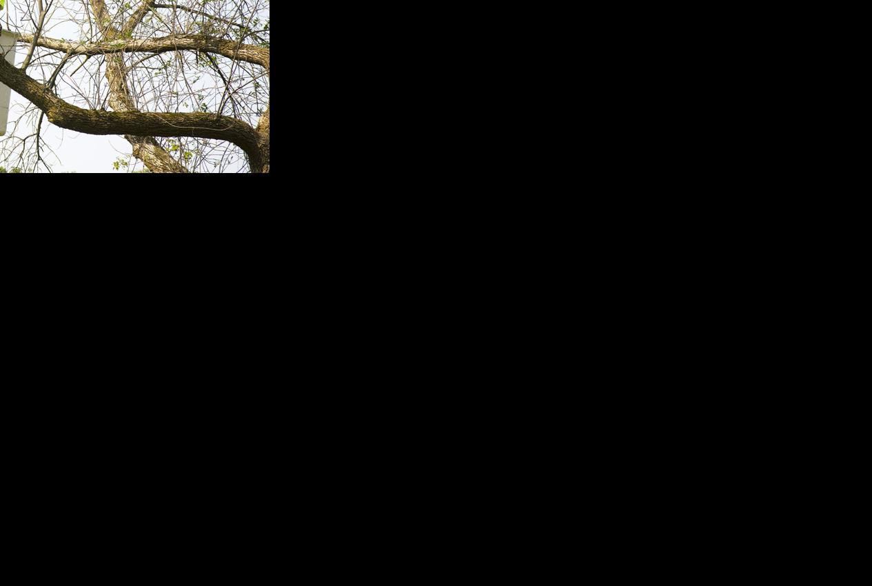 St. Catharines considers all forestry services in house