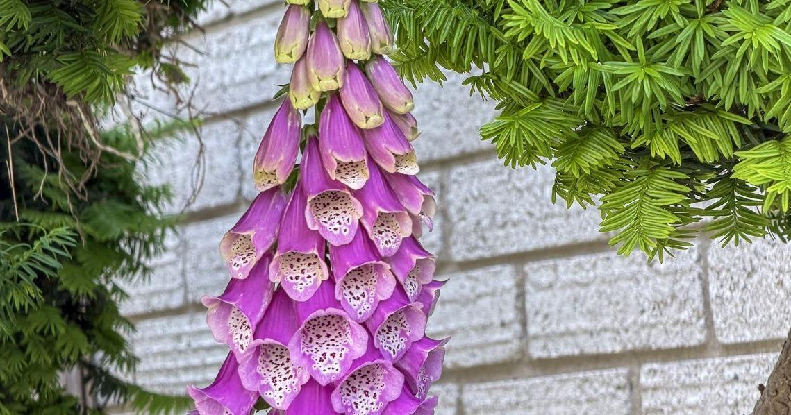 In the Garden: Wrong plant, wrong place