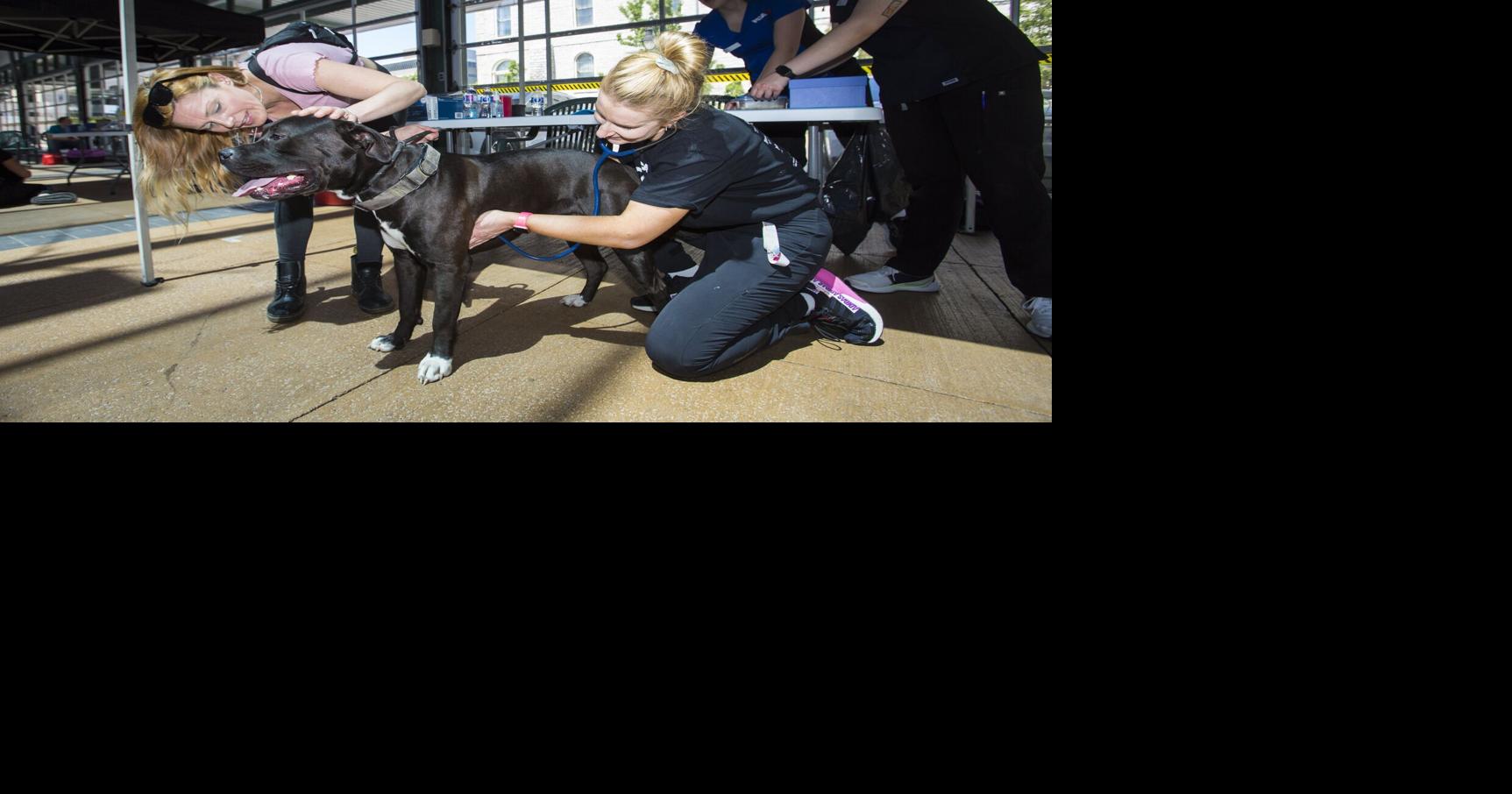 Free rabies vaccination clinic coming to St. Catharines