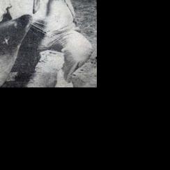 Seal on the lam: When Jeff escaped from Marineland and was believed to have gone over the Horseshoe Falls