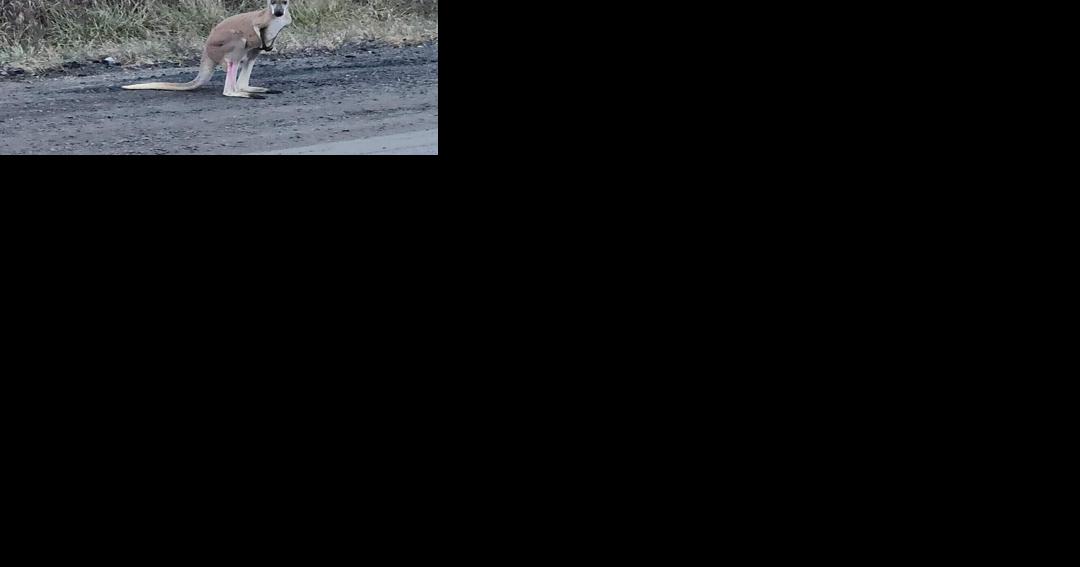 Escaped Ontario kangaroo found safe after days on the run - Vimarsana News