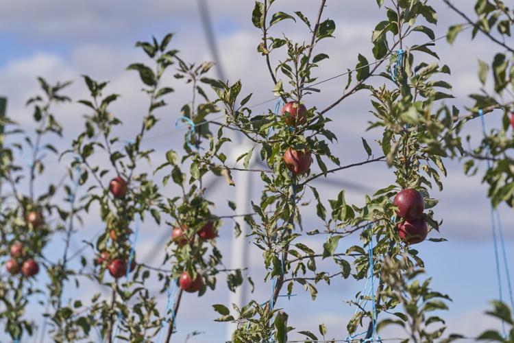 How Ontario is bringing new apple varieties to market