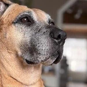 Ontario dog gets Purina honour after halting bear attack