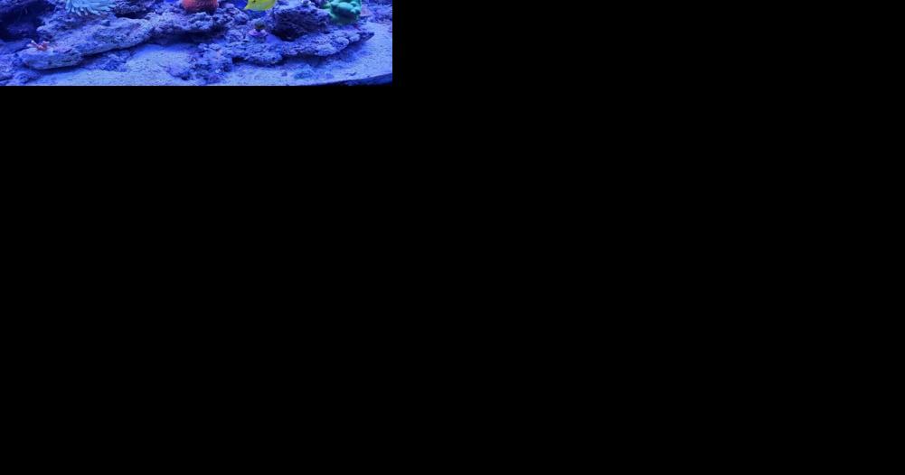 Hamilton couple hospitalized after exposure to coral toxin - Vimarsana News