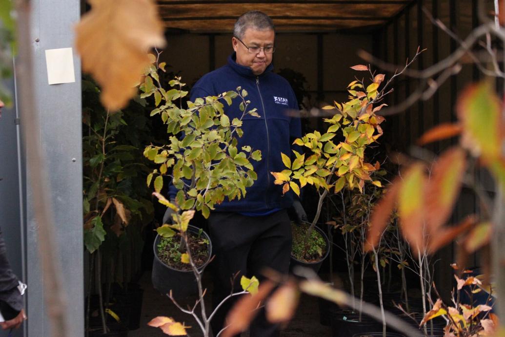 St. Catharines looks for ways to grow tree canopy