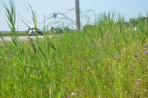 Niagara-on-the-Lake will spend $425,000 to improve its drainage system