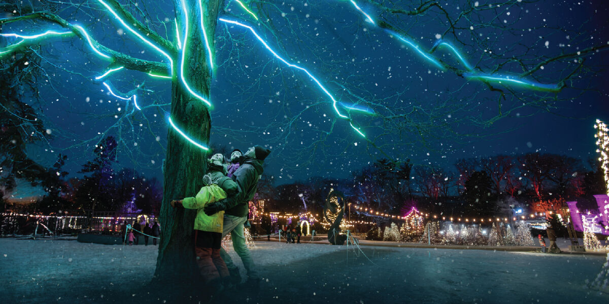 Standard Winter Wonders Contest