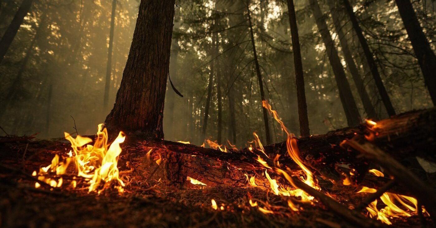 To find the root of Canada wildfire emissions , look below the trees : study