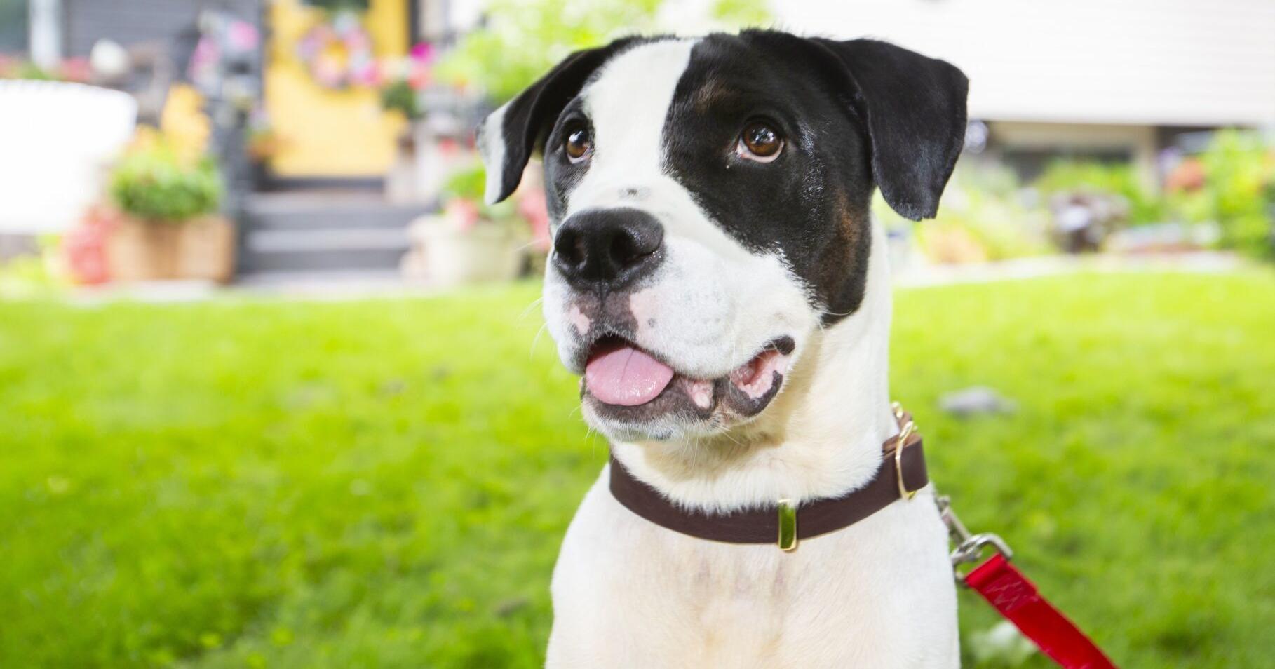 Humane Society of Greater Niagara secures St . Catharines