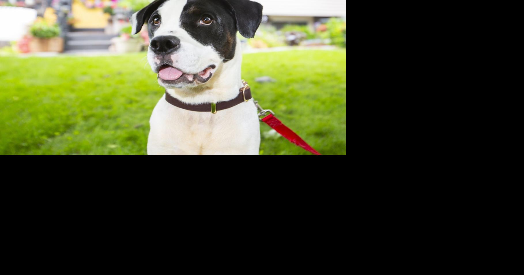 Humane Society of Greater Niagara secures five-year St. Catharines contract