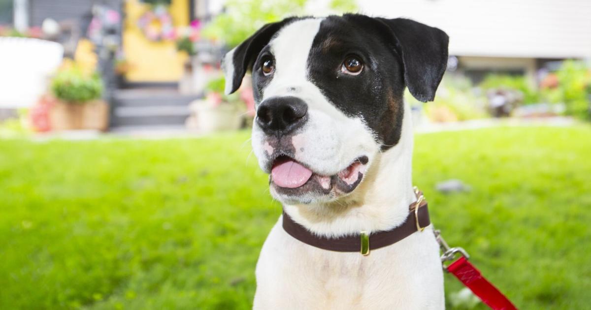 Humane Society of Greater Niagara secures five-year St. Catharines contract