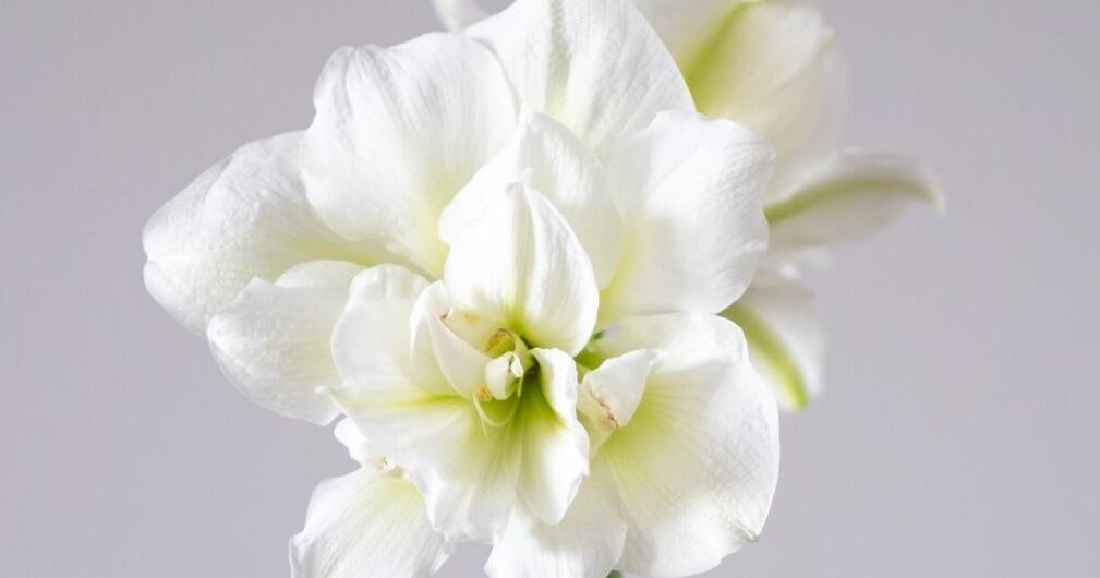 Amaryllis more than just Christmas flowers