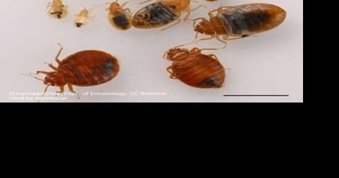 How to protect yourself from bed bugs at home and abroad - Vimarsana News