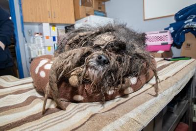 Severely matted dog now in care of Niagara SPCA